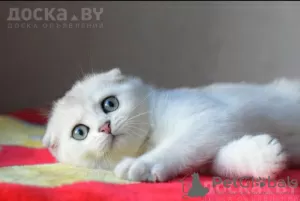 Zdjęcie №2 do zapowiedźy № 13432 na sprzedaż  scottish fold - wkupić się Polska prywatne ogłoszenie