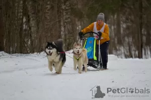 Dodatkowe zdjęcia: Szczenięta husky syberyjskie