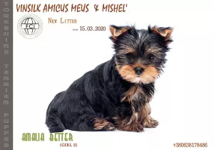 Zdjęcie №2 do zapowiedźy № 6721 na sprzedaż  yorkshire terrier - wkupić się Ukraina od żłobka, hodowca