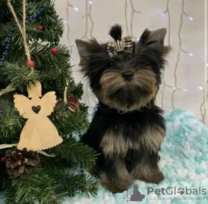 Zdjęcie №3. Szczeniak Yorkshire Terrier. Ukraina