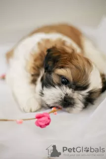 Dodatkowe zdjęcia: Sprzedaż szczeniaka shih tzu w Charkowie.