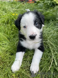 Zdjęcie №2 do zapowiedźy № 64139 na sprzedaż  border collie - wkupić się USA prywatne ogłoszenie