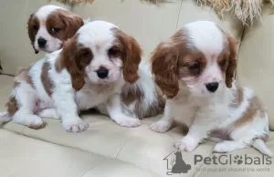 Zdjęcie №3. Piękne szczenięta Cavalier King Charles Spaniel. Niemcy