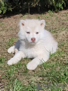 Zdjęcie №3. Siberian husky szczenięta rzadkiego koloru izabela. Białoruś