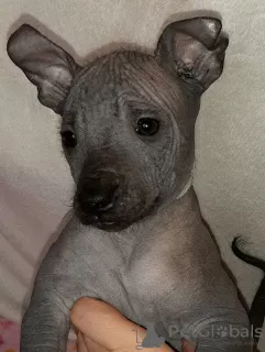 Dodatkowe zdjęcia: Xoloitzcuintle Puppy