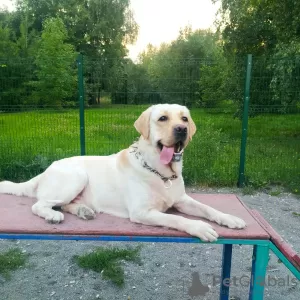 Zdjęcie №1. labrador retriever - na sprzedaż w Москва | 1289zł | Zapowiedź № 64461