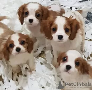 Zdjęcie №1. cavalier king charles spaniel - na sprzedaż w Роттердам | 1672zł | Zapowiedź №18621