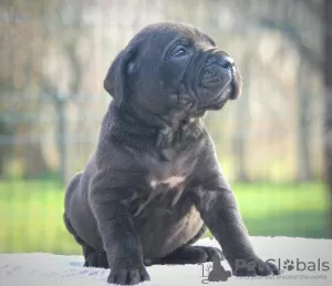 Zdjęcie №2 do zapowiedźy № 129035 na sprzedaż  cane corso - wkupić się Serbia 