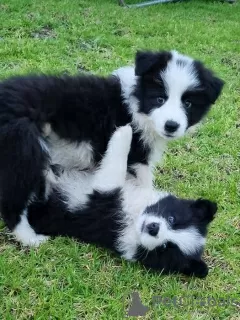 Zdjęcie №1. border collie - na sprzedaż w Tegernsee | Bezpłatny | Zapowiedź №131781