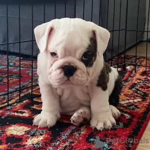 Zdjęcie №3. Chiot bouledogue anglais à vendre. Francja