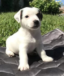 Zdjęcie №4. Sprzedam jack russell terrier w Zheleznogorsk. prywatne ogłoszenie - cena - 5716zł