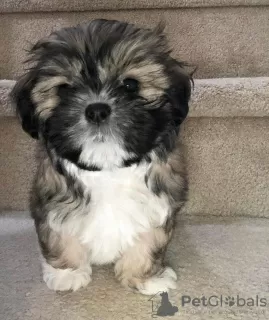 Zdjęcie №3. Piękna suczka rasy Shih tzu. Niemcy