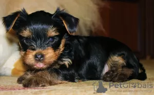 Zdjęcie №3. Sprzedam szczeniaki Yorkshire Terrier. Federacja Rosyjska