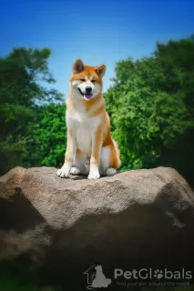 Dodatkowe zdjęcia: Chłopiec Akita Inu (Hachiko)