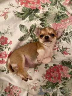 Dodatkowe zdjęcia: Szczeniak Chihuahua