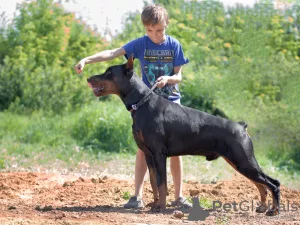 Dodatkowe zdjęcia: Szczenięta Dobermanów - Dan Smile Helgi i Adal Eskae Vangard, urodzone