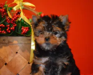 Zdjęcie №1. yorkshire terrier - na sprzedaż w Miass | 908zł | Zapowiedź №3104