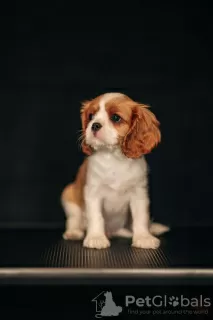 Zdjęcie №2 do zapowiedźy № 98634 na sprzedaż  cavalier king charles spaniel - wkupić się Łotwa 