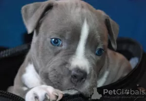 Dodatkowe zdjęcia: American Staffordshire Terrier Piękne Szczenięta