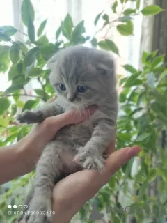 Zdjęcie №2 do zapowiedźy № 10639 na sprzedaż  scottish fold - wkupić się Federacja Rosyjska prywatne ogłoszenie