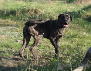 Dodatkowe zdjęcia: Szczeniaczka suczka Cane Corso - rodowód FCI - do pracy i rodziny