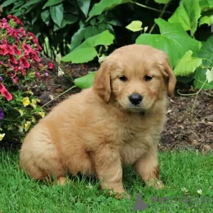 Zdjęcie №1. golden retriever - na sprzedaż w Leipzig | 2169zł | Zapowiedź №11830