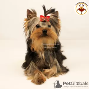 Zdjęcie №3. Rasowy szczeniak Yorkshire Terrier. Międzynarodowe dokumenty KSU.. Ukraina