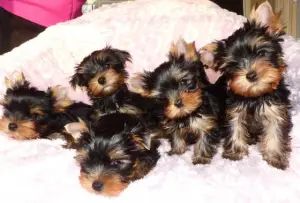 Zdjęcie №1. yorkshire terrier - na sprzedaż w Berlin | 5118zł | Zapowiedź №1094