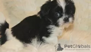 Zdjęcie №1. shih tzu - na sprzedaż w Bucharest | 1465zł | Zapowiedź №125746