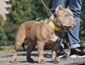 Zdjęcie №2 do zapowiedźy № 10861 na sprzedaż  american bully - wkupić się Federacja Rosyjska hodowca