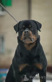 Zdjęcie №1. Usługi krycia - rasa: rottweiler. Cena - negocjowane