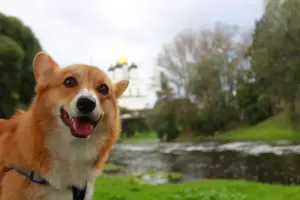 Dodatkowe zdjęcia: Welsh Corgi Pembroke Puppies