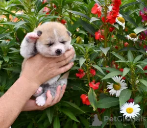 Dodatkowe zdjęcia: Szczenięta akita inu