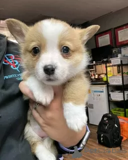 Zdjęcie №2 do zapowiedźy № 71699 na sprzedaż  welsh corgi - wkupić się Australia prywatne ogłoszenie, hodowca