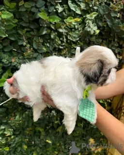 Zdjęcie №3. Piękna suczka rasy shihtzu zarejestrowana w KC. USA