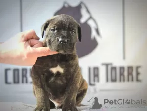 Zdjęcie №3. Szczenięta Cane Corso. Serbia