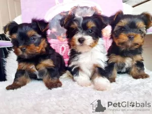 Zdjęcie №1. yorkshire terrier - na sprzedaż w Freiburg im Breisgau | 1465zł | Zapowiedź №41591