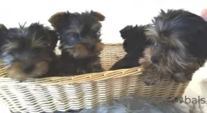 Zdjęcie №1. yorkshire terrier - na sprzedaż w Las Vegas | negocjowane | Zapowiedź №11718