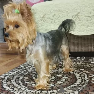 Zdjęcie №4. Sprzedam yorkshire terrier w Taszkent. hodowca - cena - negocjowane