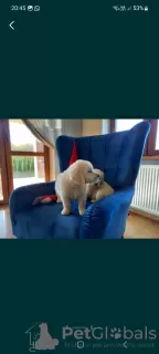 Dodatkowe zdjęcia: Golden Retriever FCI