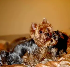 Zdjęcie №1. yorkshire terrier - na sprzedaż w Czulice | 1500zł | Zapowiedź №841