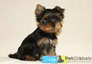 Dodatkowe zdjęcia: Sprzedam szczenięta rasy Yorkshire Terrier