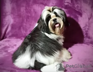 Zdjęcie №4. Sprzedam shih tzu w Долинская. hodowca - cena - negocjowane