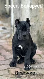 Zdjęcie №1. cane corso - na sprzedaż w Brest | 2773zł | Zapowiedź №91653