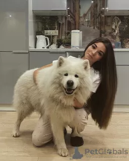 Dodatkowe zdjęcia: Rasowe samoyedy, białe chwasty