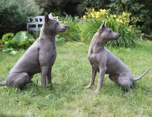 Zdjęcie №1. thai ridgeback - na sprzedaż w Viimsi | 6397zł | Zapowiedź №868