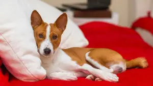 Zdjęcie №1. basenji - na sprzedaż w Grodno | Negocjowane | Zapowiedź № 812