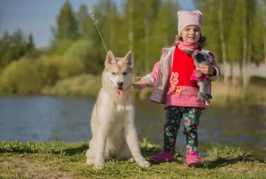 Dodatkowe zdjęcia: Na sprzedaż bardzo piękna hodowana dziewczynka SIBERIAN HUSKEY