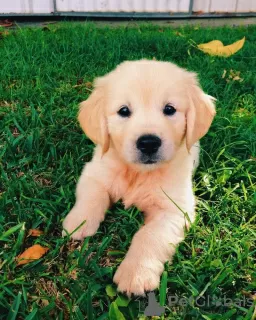 Zdjęcie №3. DOSTĘPNE SZCZENIĘTA GOLDEN RETRIEVER. USA