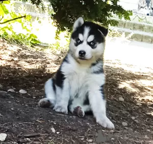 Dodatkowe zdjęcia: Huskie dzieci